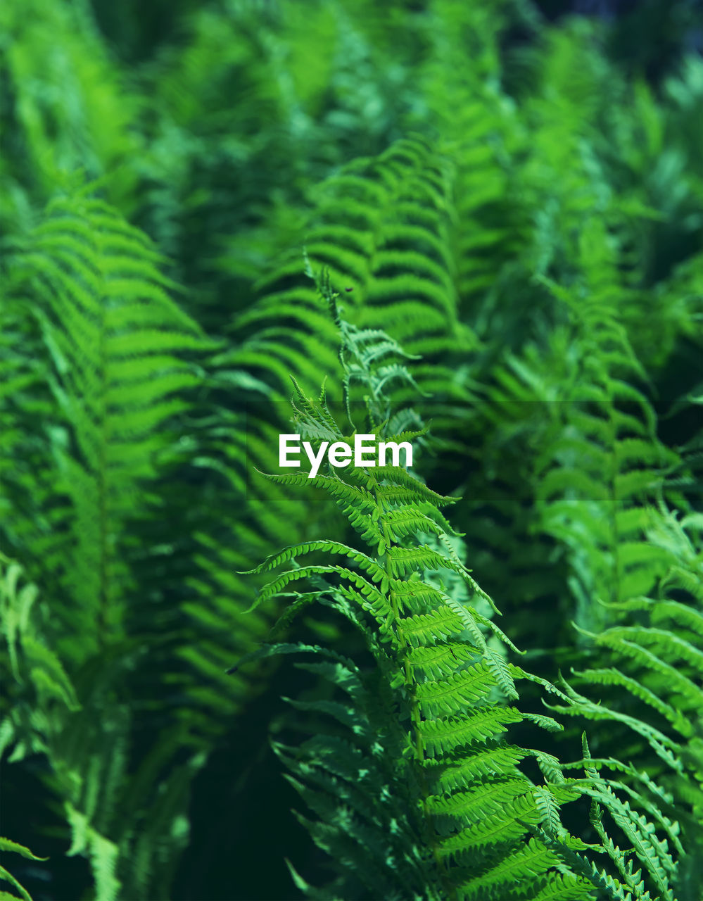 Close-up of fern growing on tree