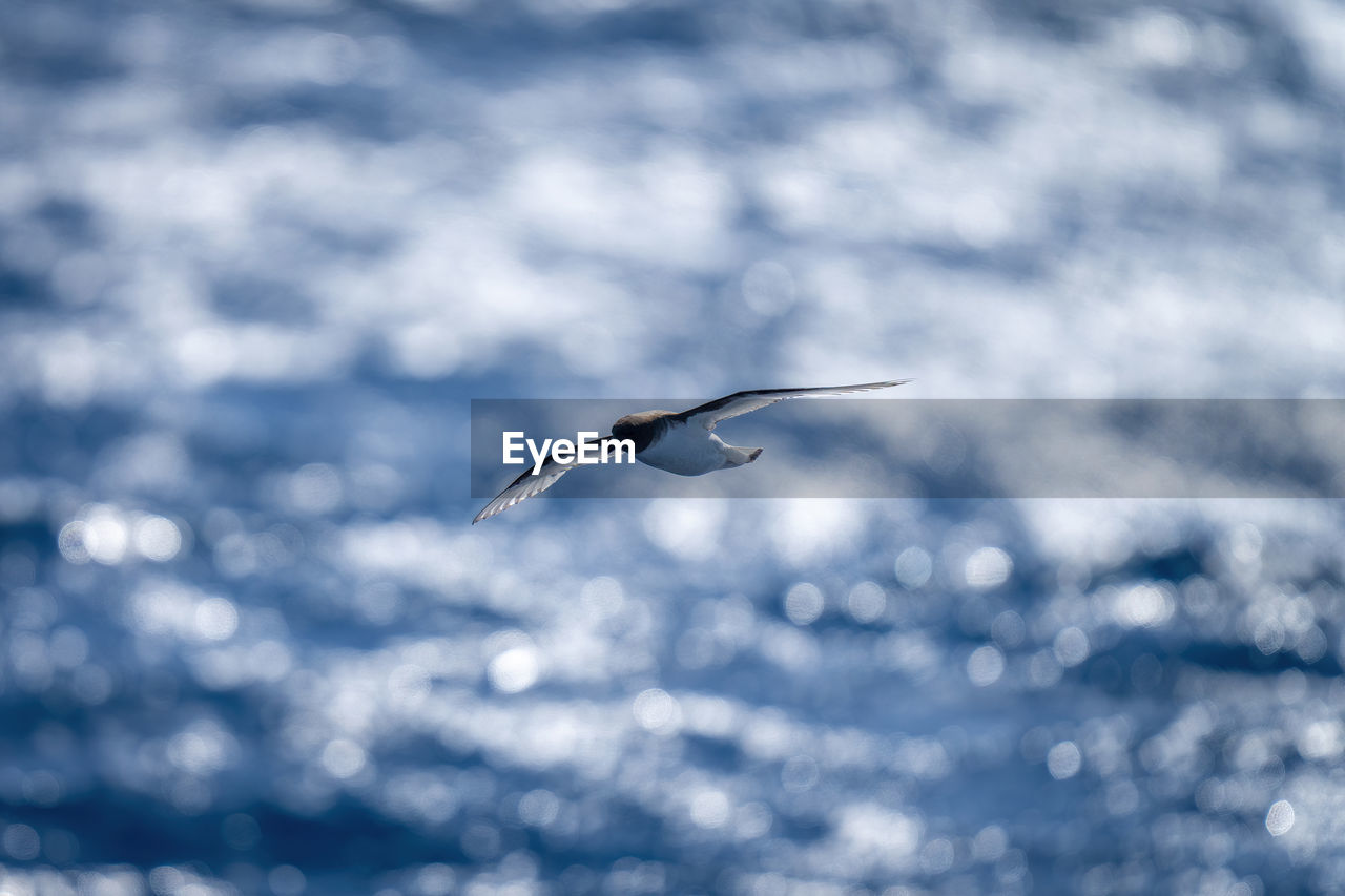 Backlit antarctic petrel crosses sea in sunshine