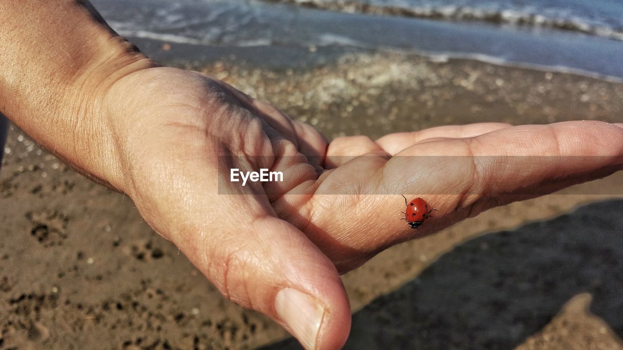Close-up of ladybug on hand at beach