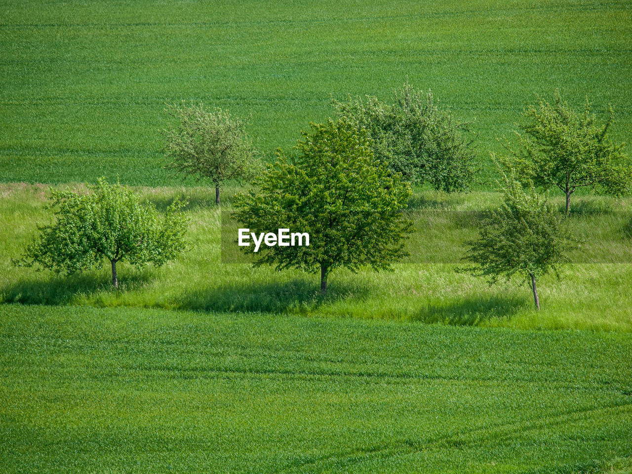 TREES ON FIELD