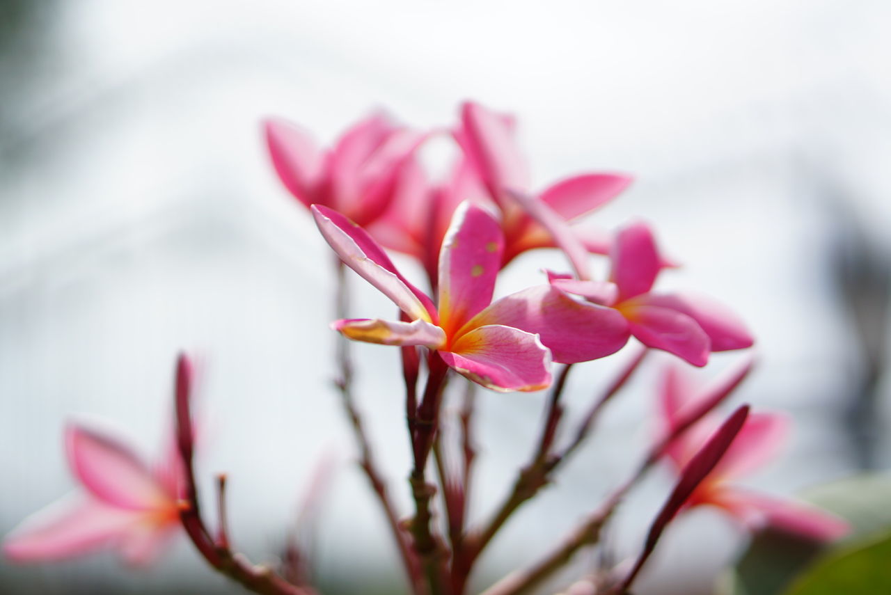 Close-up of pink flowers blooming outdoors