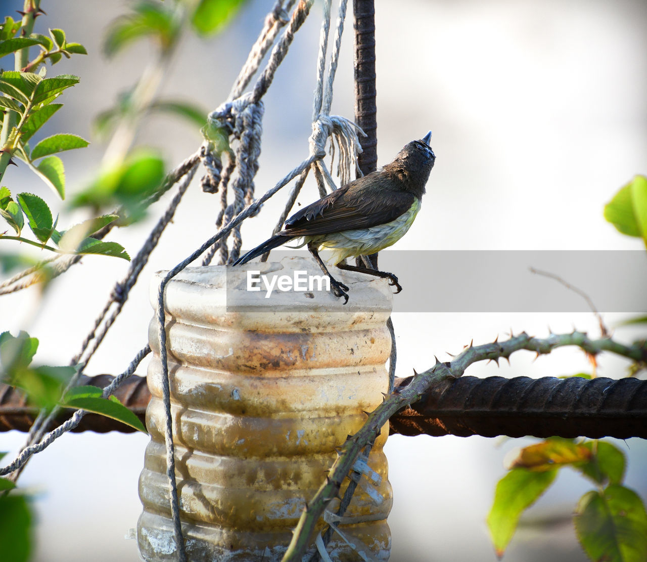 Close-up of bird perching on tree