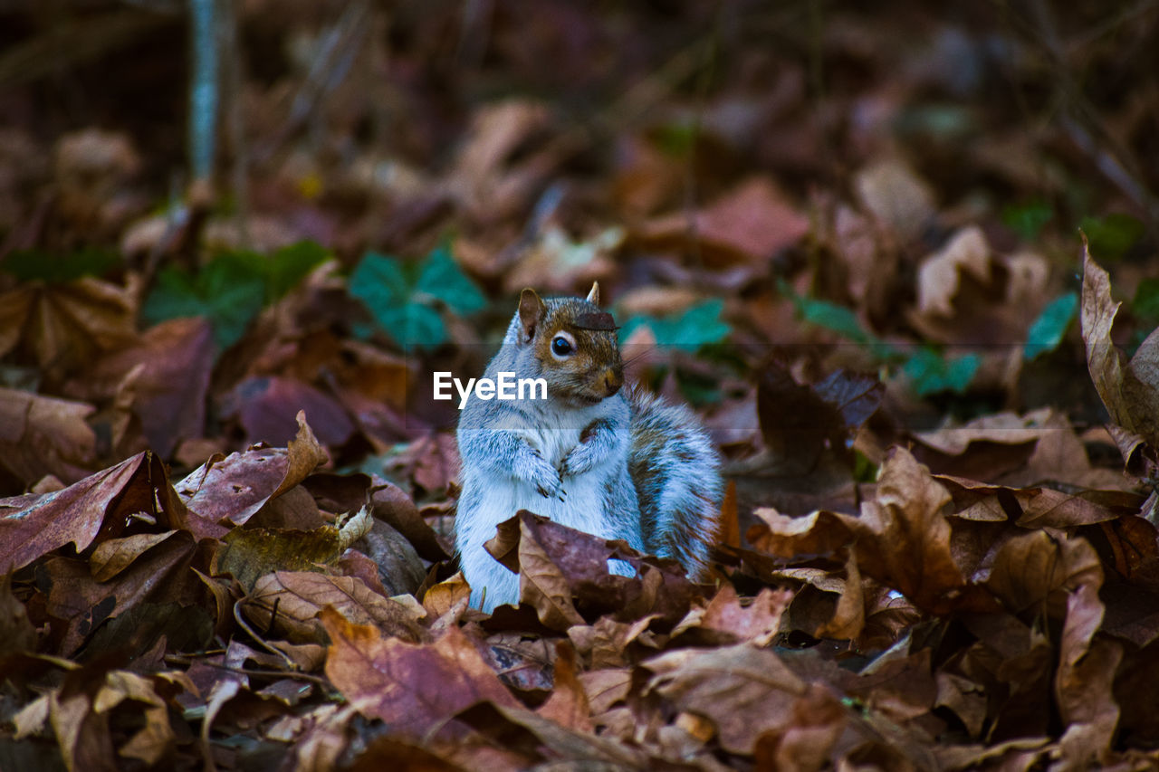 Close-up of squirrel