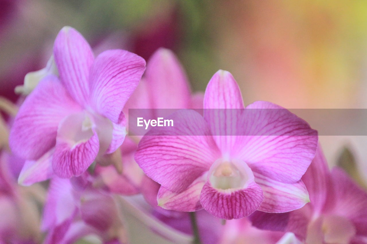 Dendrobium flower color is very diverse
