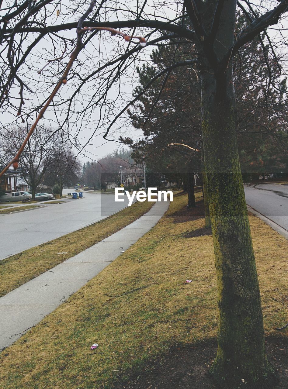 Empty road along trees