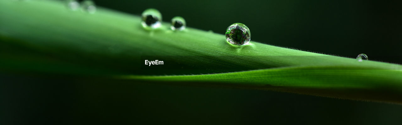 CLOSE-UP OF WET LEAF