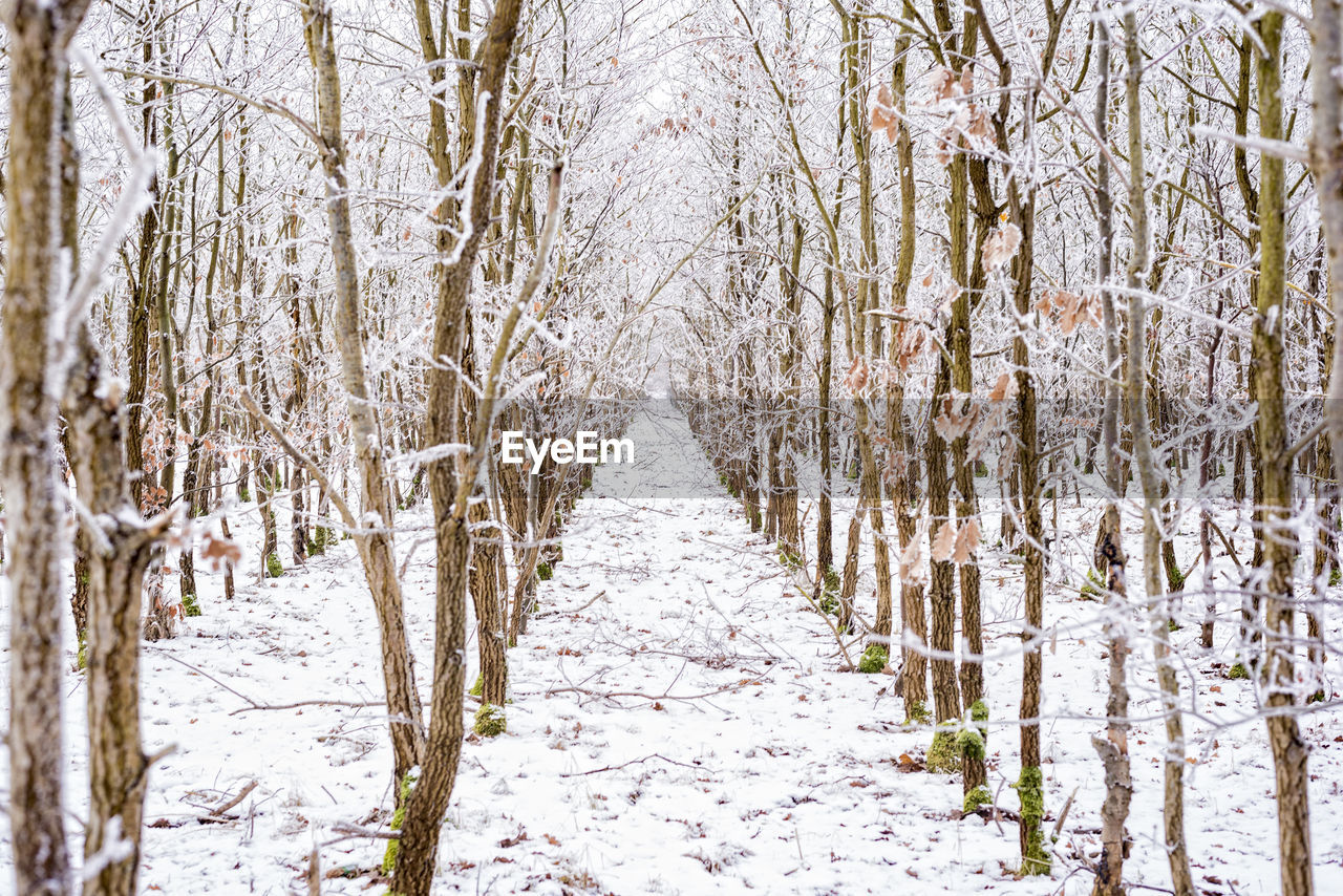 Birch trees at forest during winter