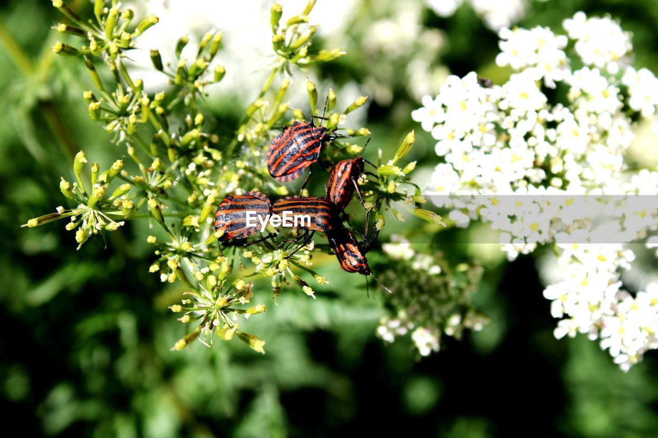 CLOSE-UP OF INSECT ON PLANT