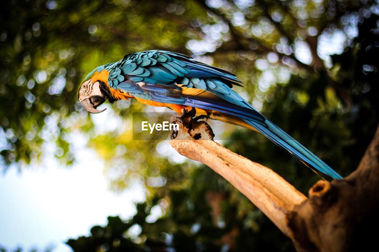 CLOSE-UP OF BIRD PERCHING ON BRANCH