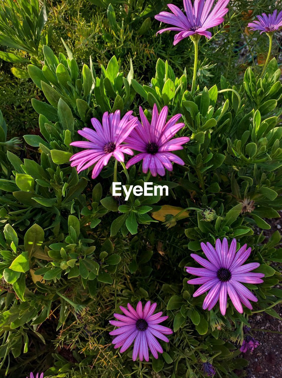 Close-up of pink flowers