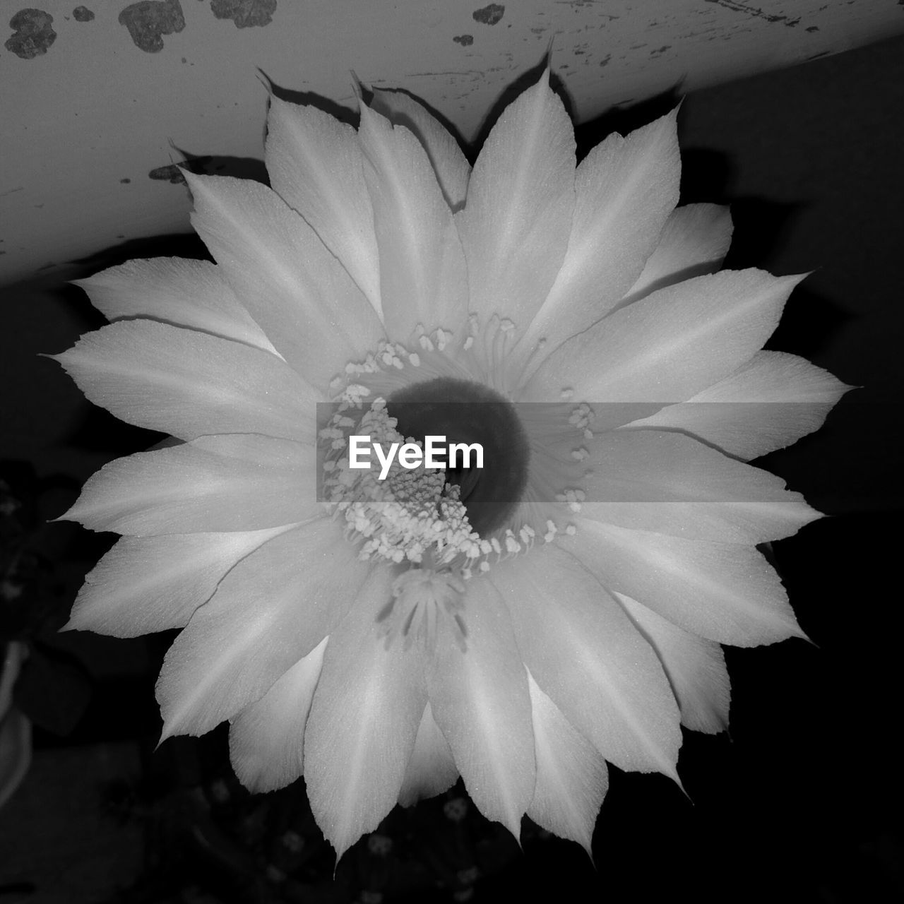 CLOSE-UP OF FRESH WHITE FLOWER BLOOMING AGAINST GRAY BACKGROUND