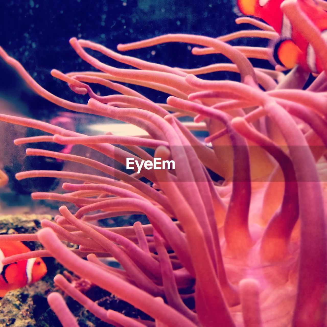 CLOSE-UP OF CORAL IN SEA WATER