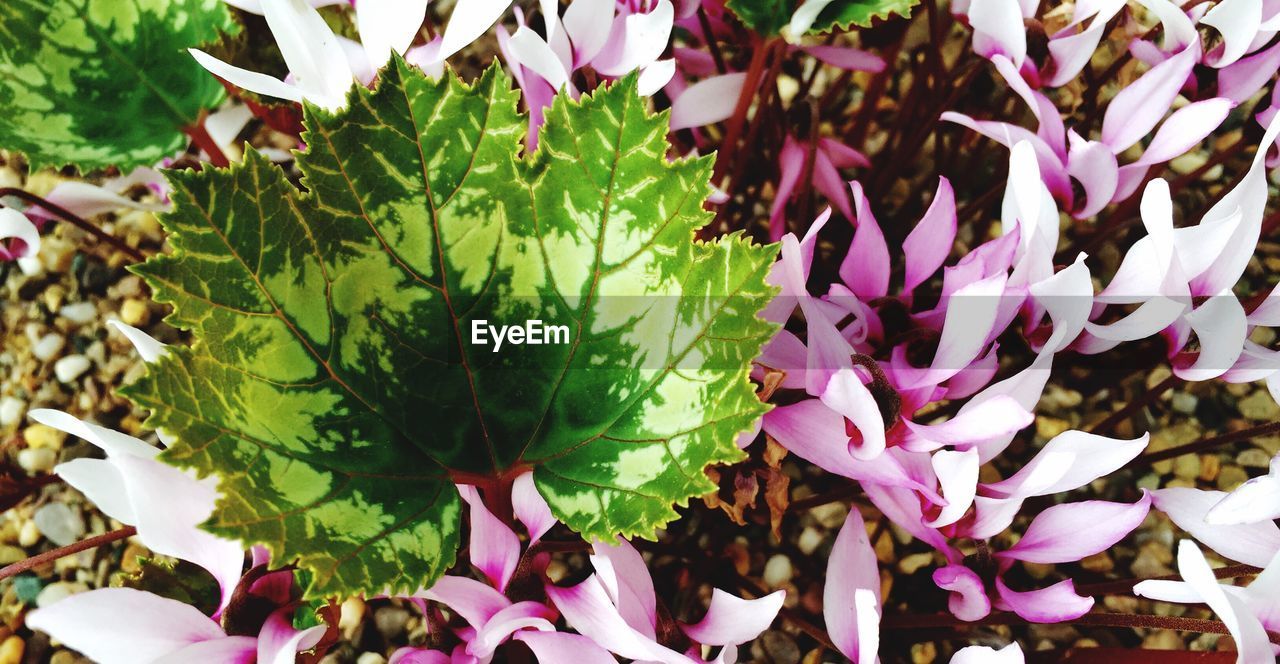 CLOSE-UP OF FLOWERS BLOOMING IN PARK