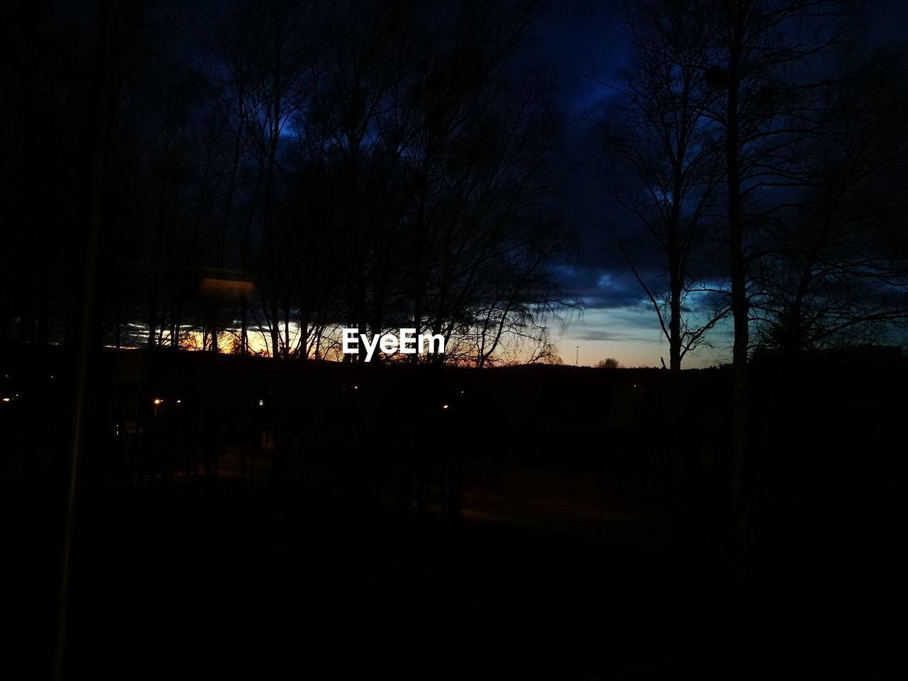 SILHOUETTE OF TREES AT NIGHT