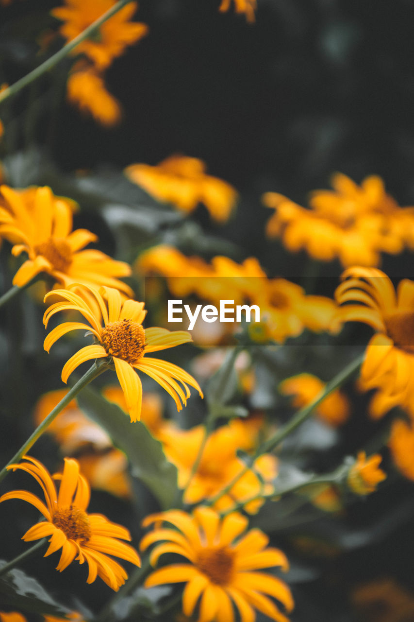 Close-up of yellow flowering plant