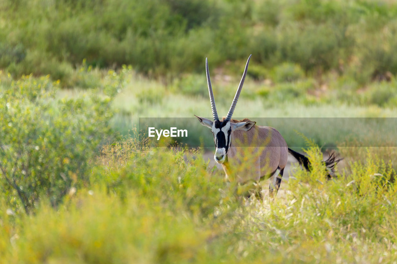 VIEW OF DEER ON FIELD