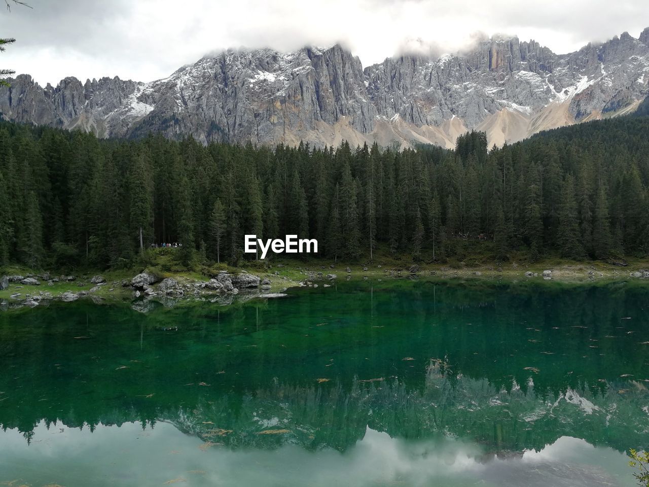 Scenic view of lake in forest