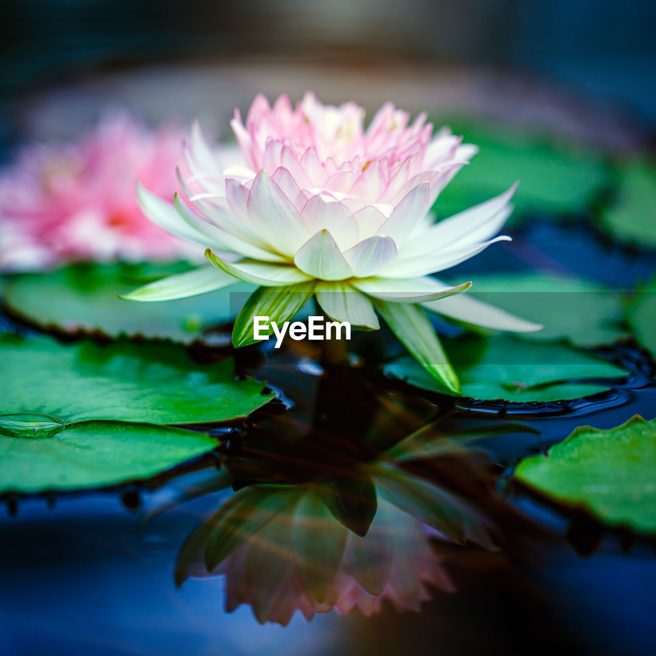 Beautiful pink lotus on blue surface water in pond