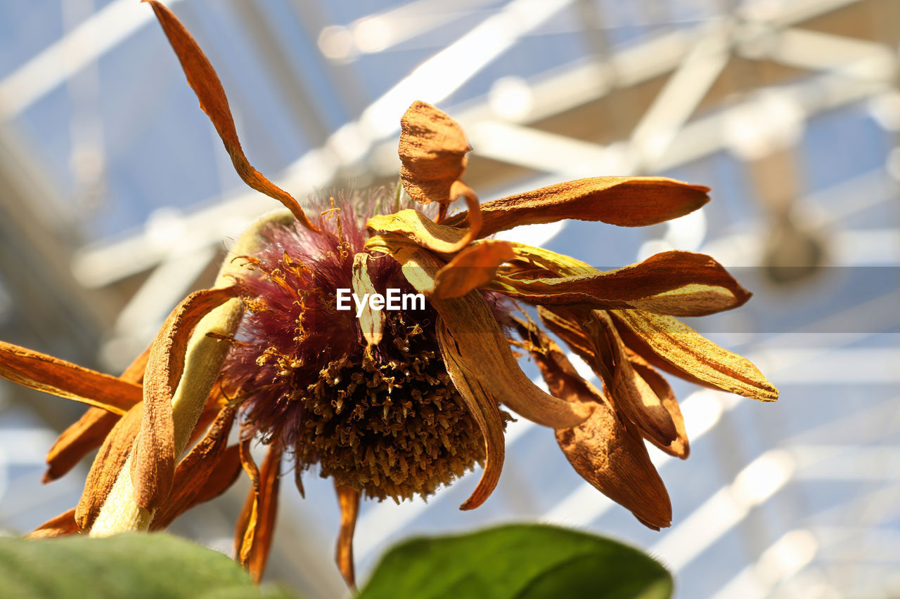 Closeup of the seed tuffs on gerbera after blooming.