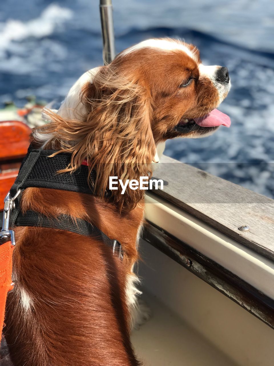 Cavalier king charles julian on a boat looking at the sea