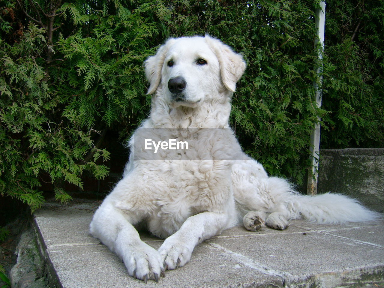 PORTRAIT OF DOG SITTING BY PLANTS