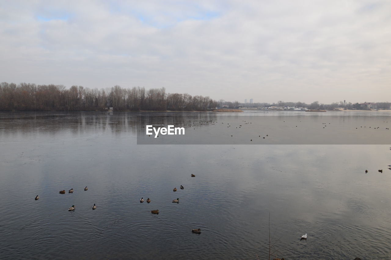 BIRDS SWIMMING IN LAKE