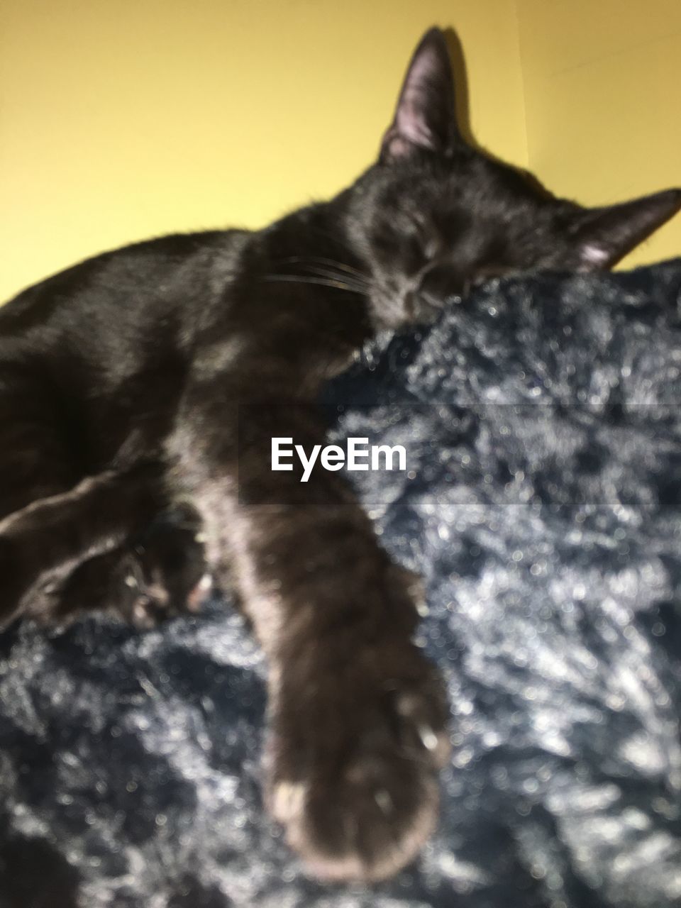 CLOSE-UP OF CAT RELAXING ON BED