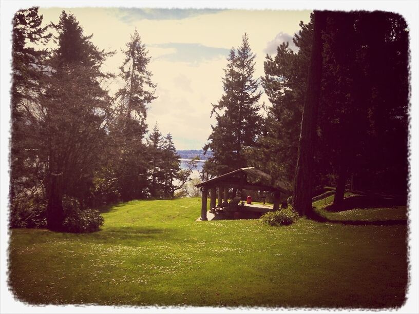 VIEW OF TREES ON GRASSY FIELD