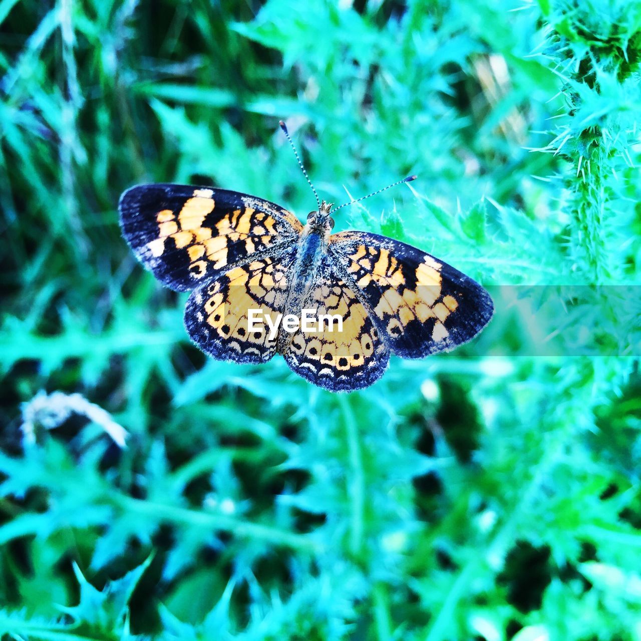 Close-up of butterfly on plant