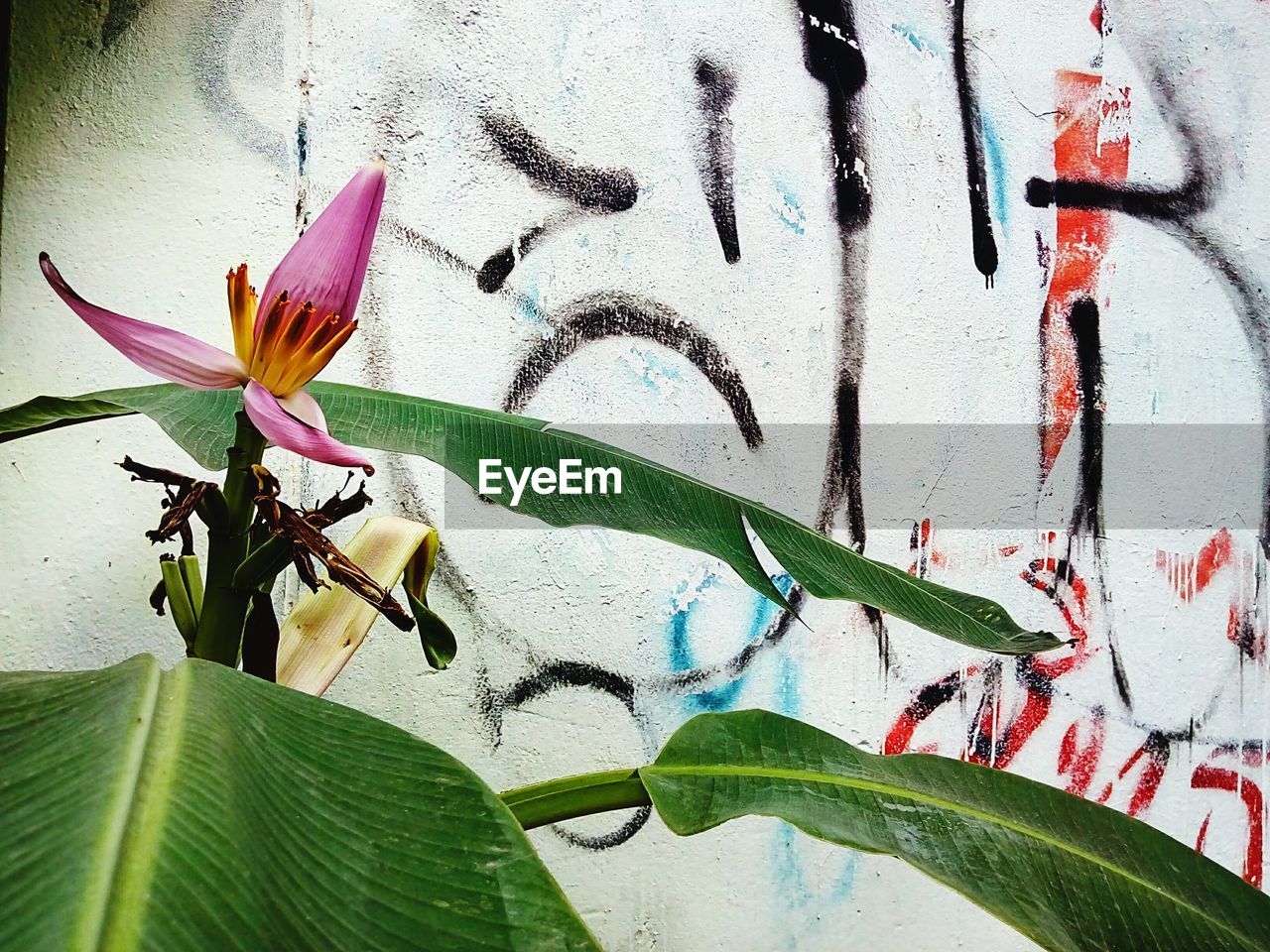 CLOSE-UP OF FLOWERS AGAINST PLANTS