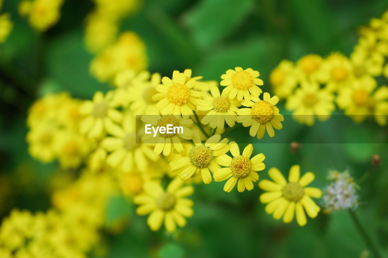 Close-up of yellow flowering plant