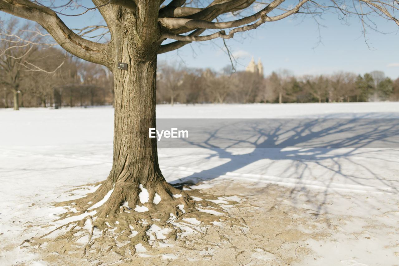 Close-up of bare tree in snow