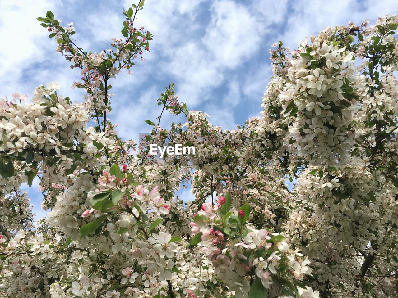 LOW ANGLE VIEW OF APPLE BLOSSOMS ON TREE AGAINST SKY