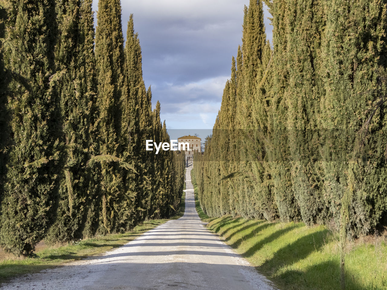 EMPTY ROAD ALONG TREES