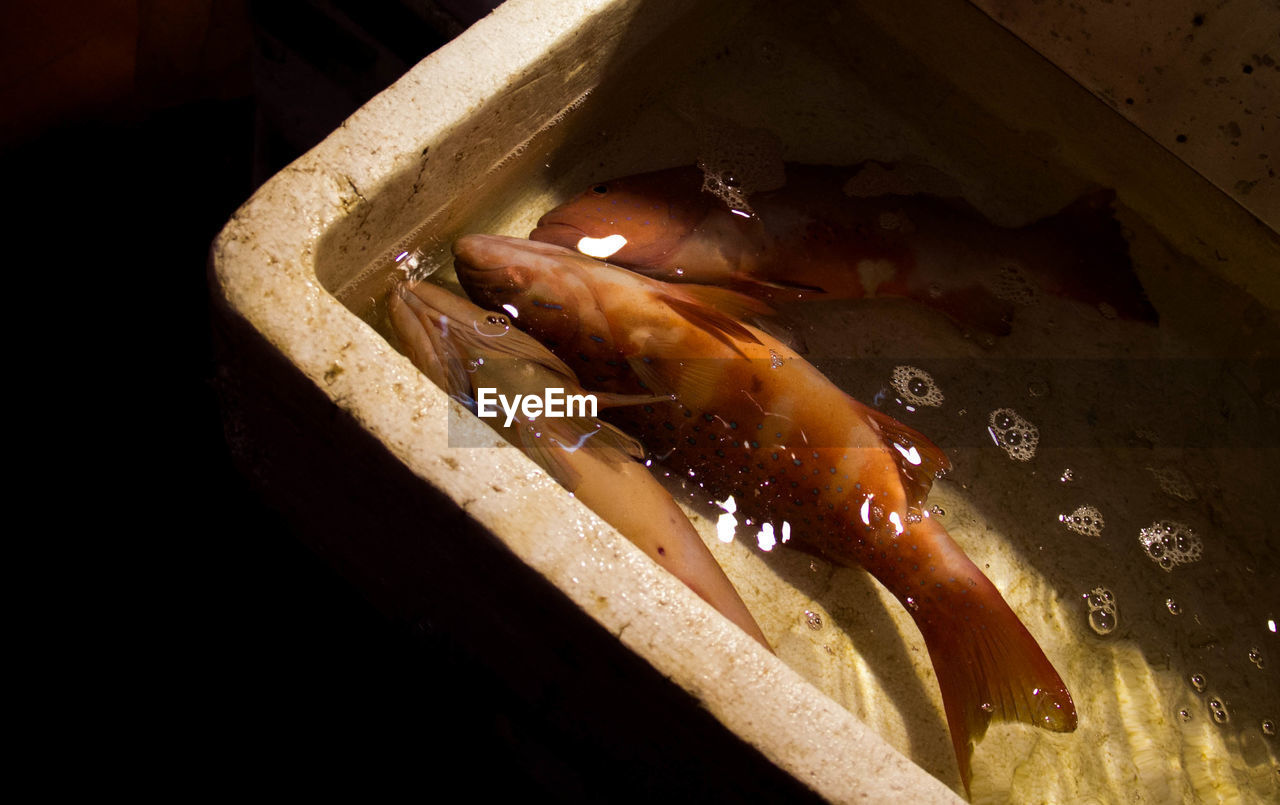 High angle view of fish in container