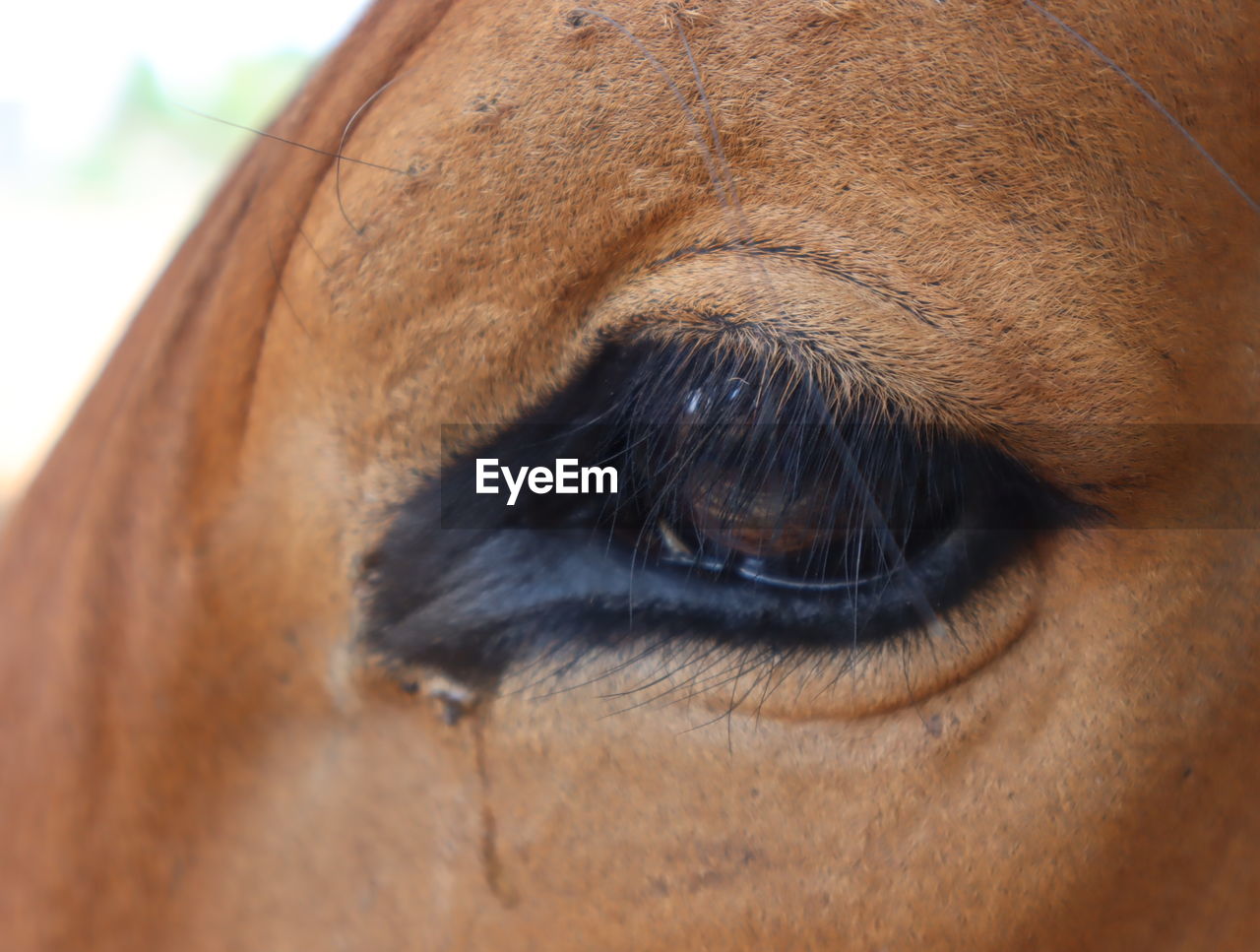 CLOSE-UP OF ANIMAL EYE