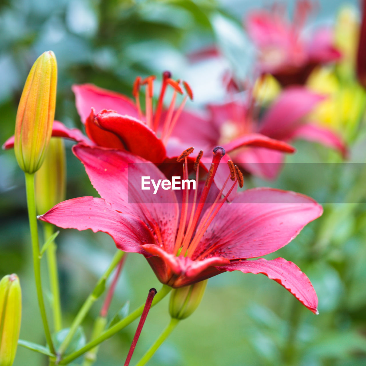 CLOSE-UP OF PINK FLOWERING PLANTS