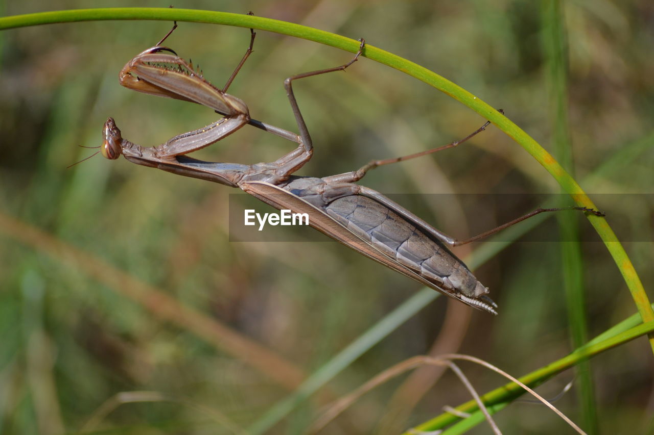 Close-up of insect on plant