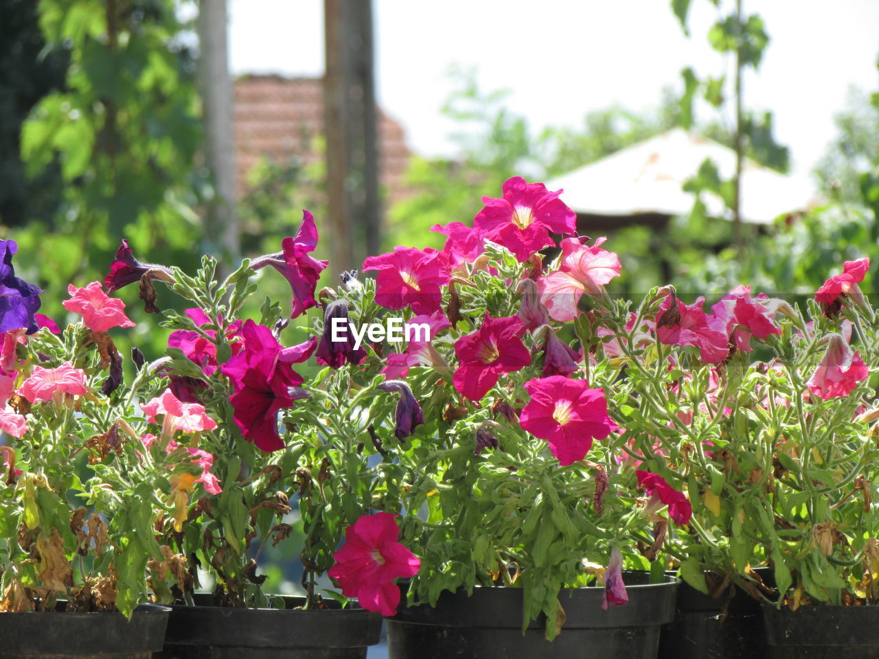 CLOSE-UP OF PINK FLOWERS BLOOMING IN PARK