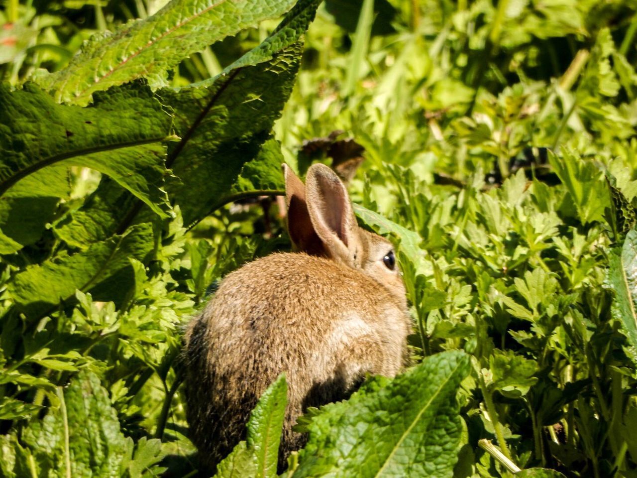 Close-up of rabbit amidst plants