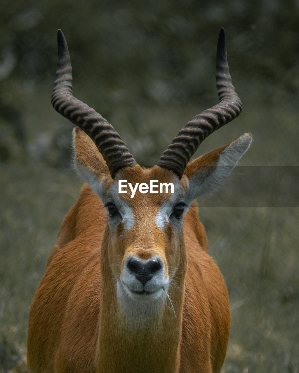 animal themes, animal, animal wildlife, mammal, wildlife, one animal, antelope, horn, portrait, looking at camera, gazelle, no people, springbok, animal body part, close-up, horned, focus on foreground, nature, brown, domestic animals, outdoors, front view, impala, day, kudu, standing, waterbuck