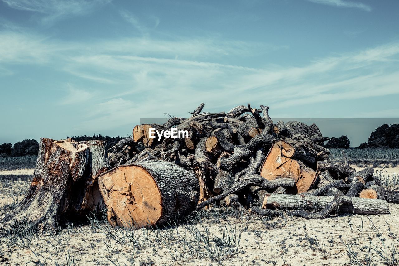 Stack of logs on field in forest