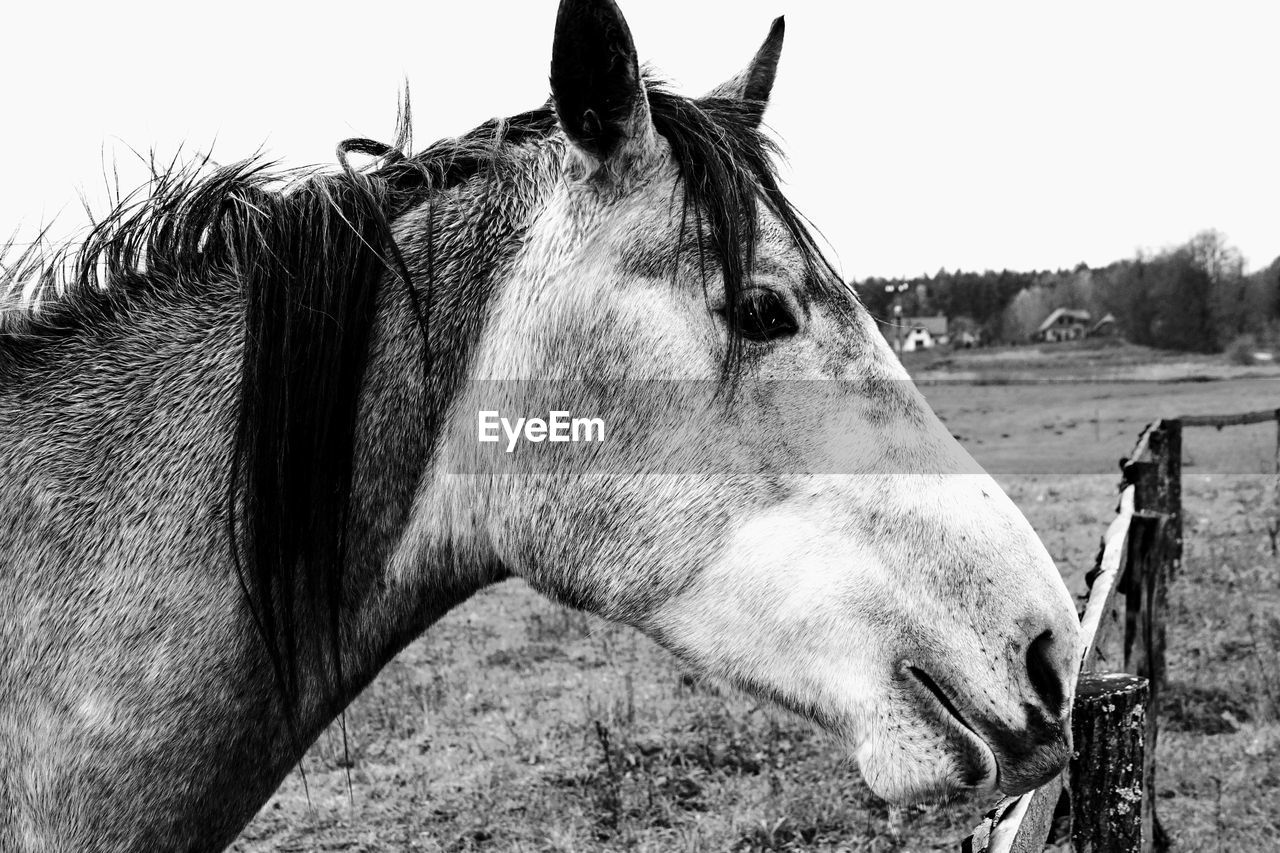 Close-up of horse looking away in ranch