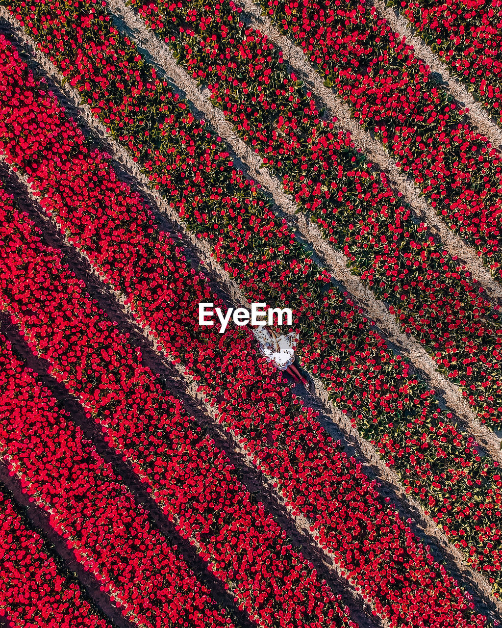 Full frame shot of red crop in field