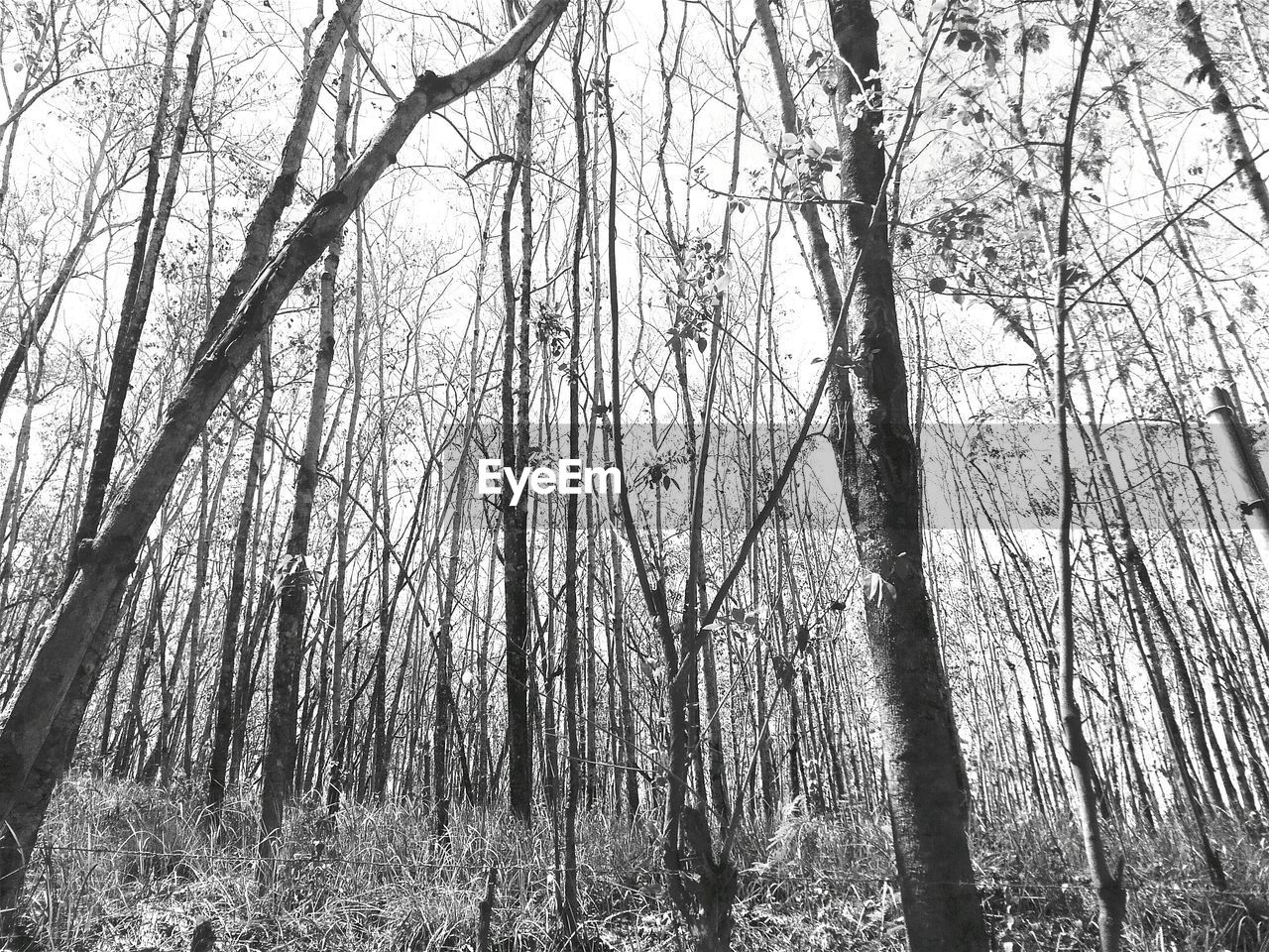 LOW ANGLE VIEW OF TREES IN FOREST