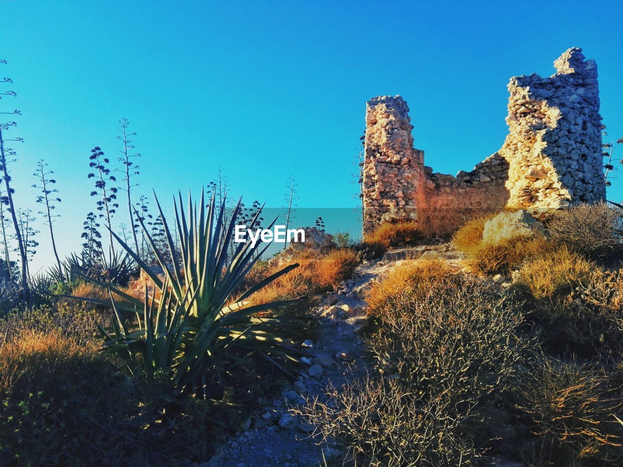 PLANTS ON LANDSCAPE AGAINST BLUE SKY