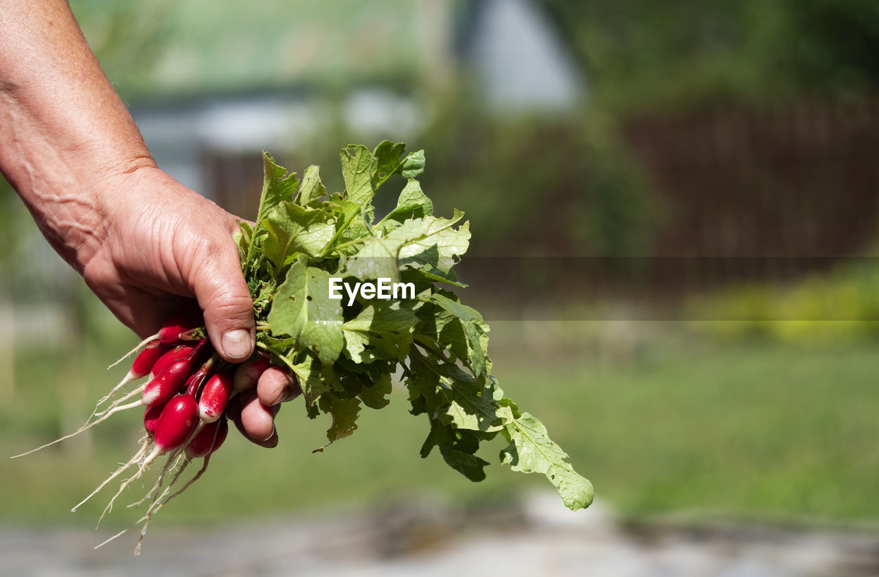 MIDSECTION OF PERSON HOLDING BERRIES