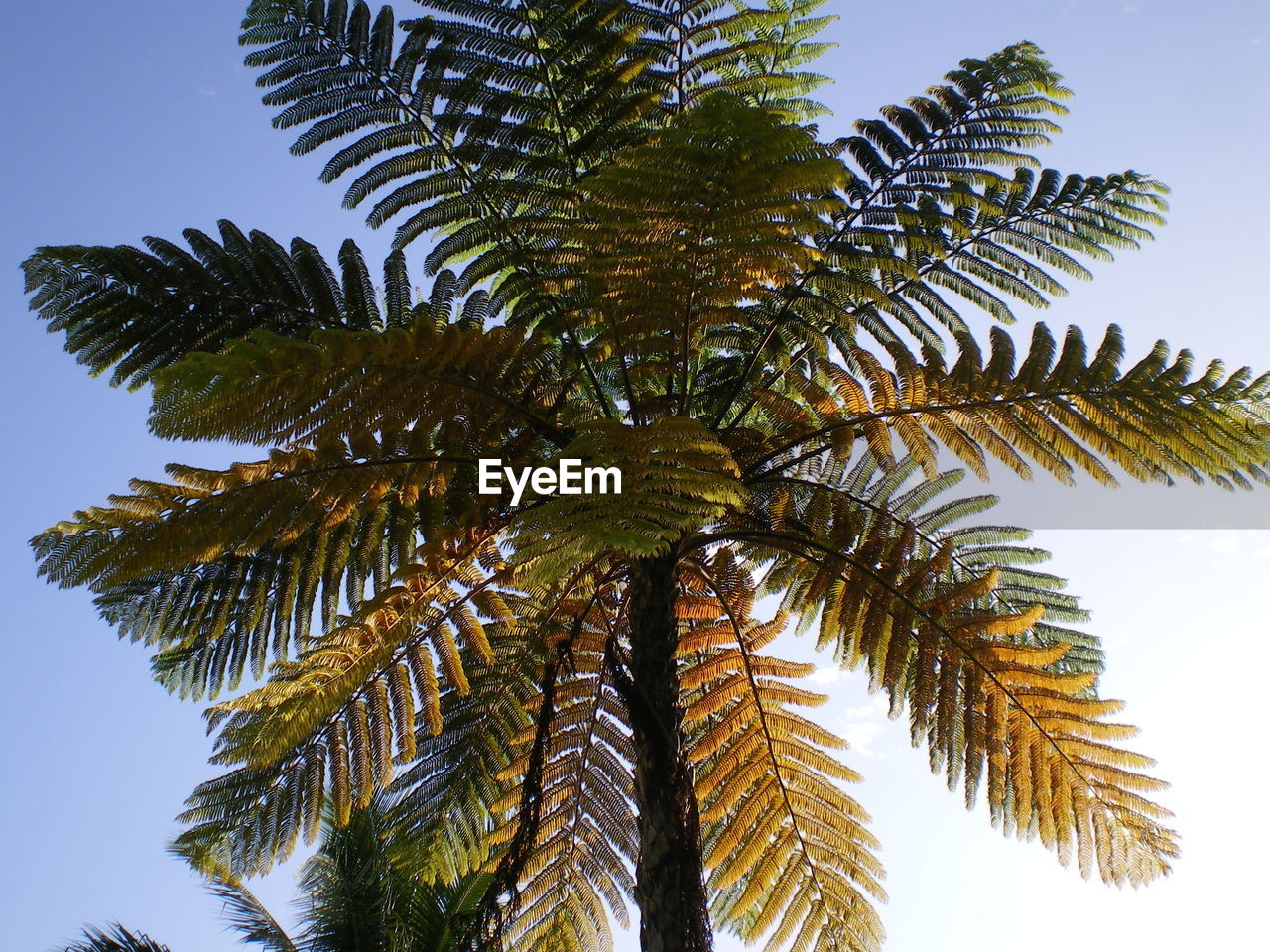 Low angle view of tree against clear sky