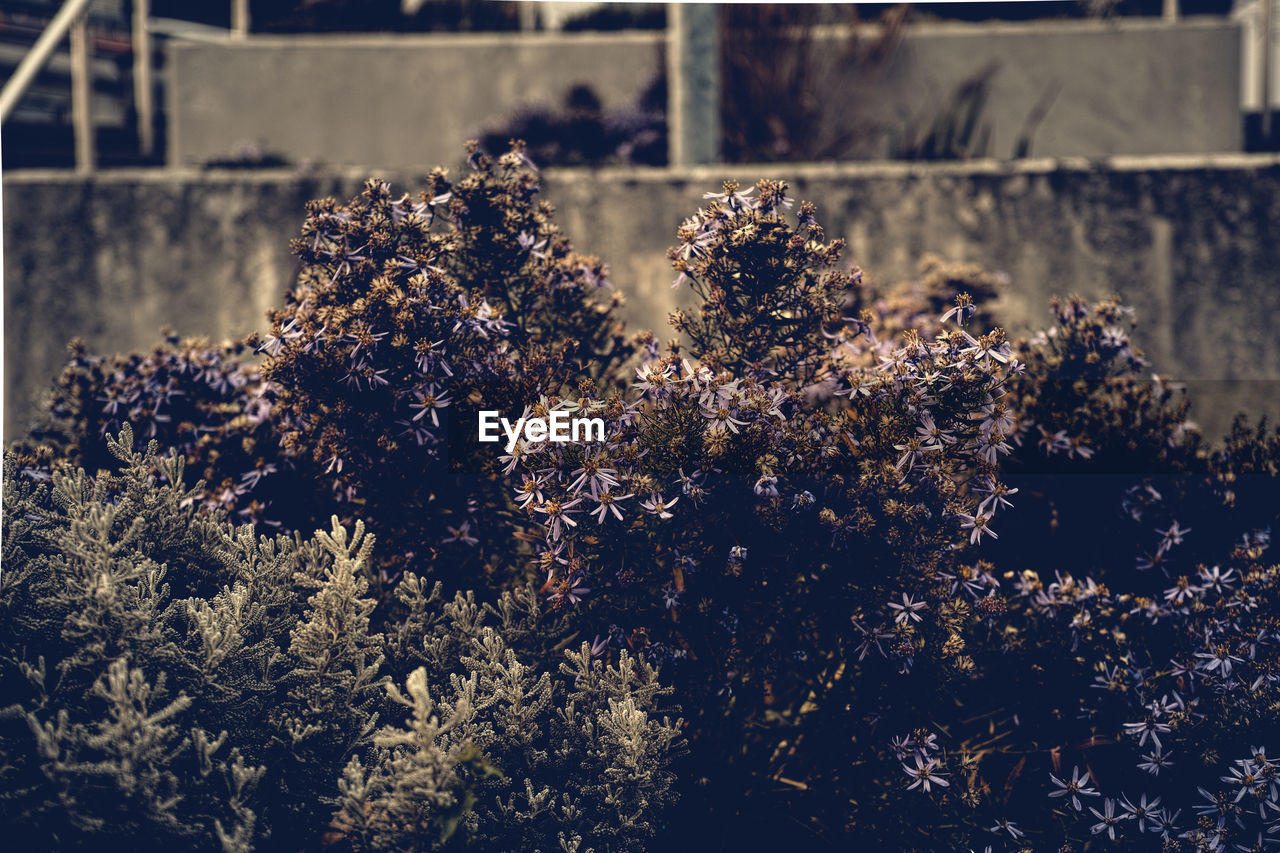 Flowers growing on plants