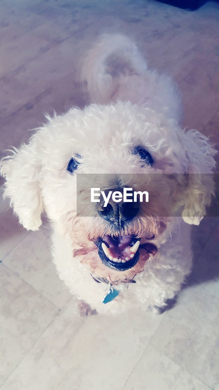 High angle portrait of dog on floor at home